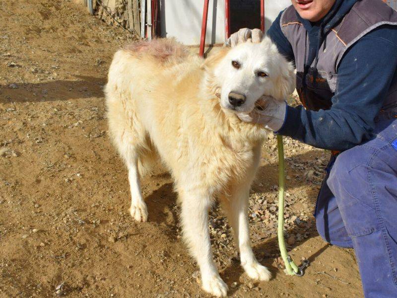 Adotta un cane, femmina, 3 anni  e 11 mesi , Matera