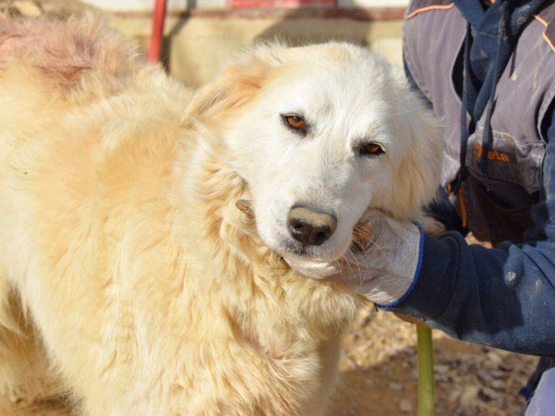 Adotta un cane, taglia grande, femmina, Matera
