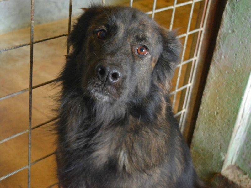 Adozione cane, femmina, Razza sconosciuta Razza sconosciuta, 5 anni  e 9 mesi , taglia media, Frosinone