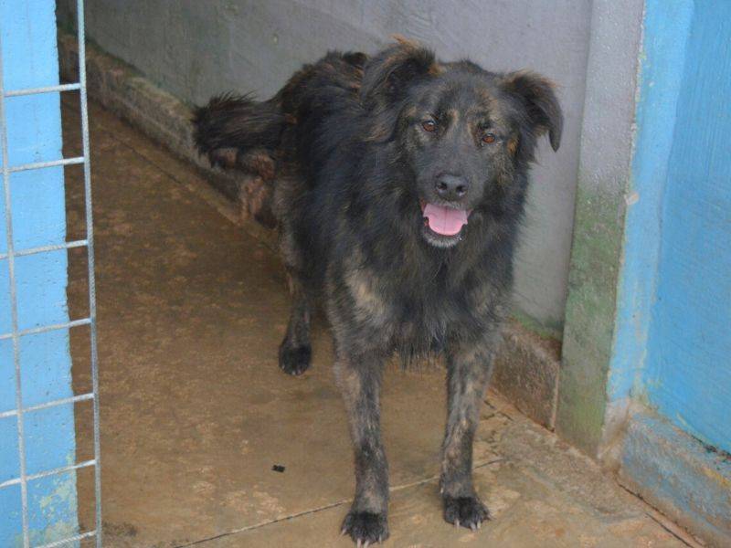Adotta un cane, femmina, 5 anni  e 9 mesi , Frosinone