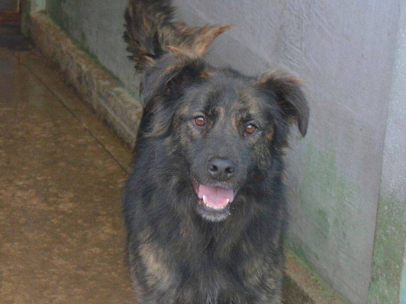 Adotta un cane, taglia media, femmina, Frosinone