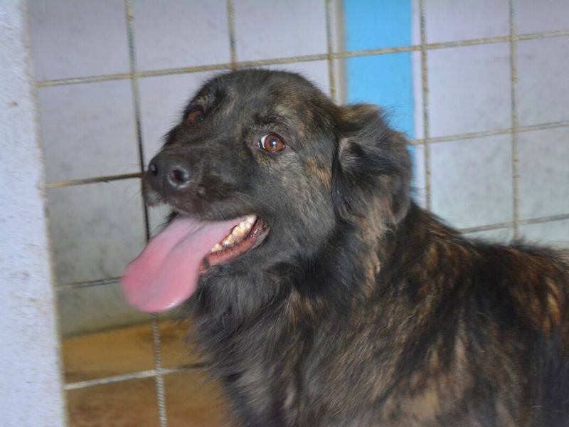 Vuoi adottare un cane a Frosinone?