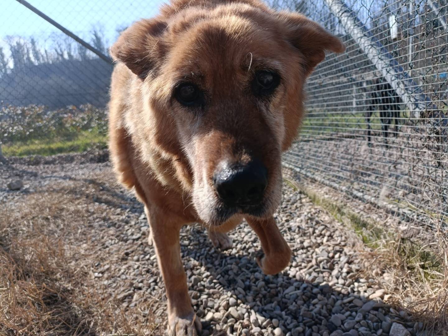 Adotta un cane, maschio, 10 anni  e 2 mesi , Roma