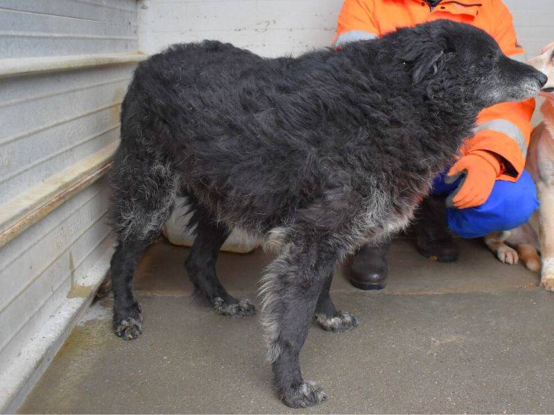 Adotta un cane, femmina, 6 anni  e 3 mesi , Matera