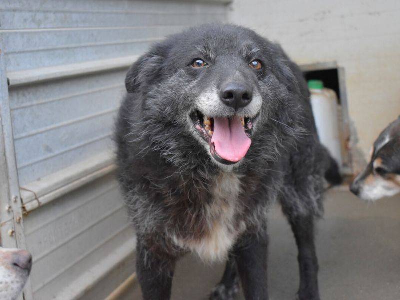 Adotta un cane, taglia grande, femmina, Matera