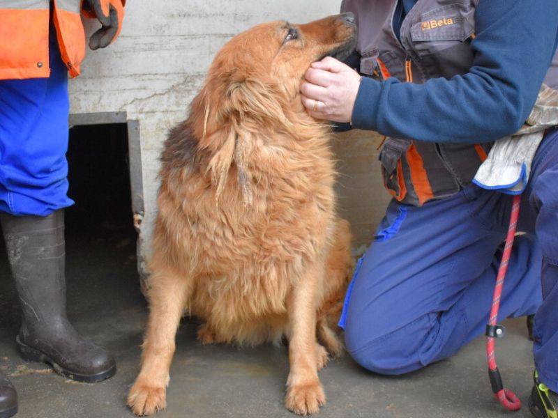 Adotta un cane, femmina, 5 anni  e 2 mesi , Matera