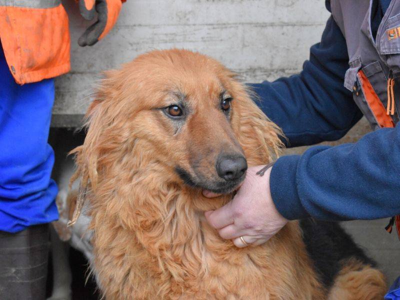 Adotta un cane, taglia grande, femmina, Matera