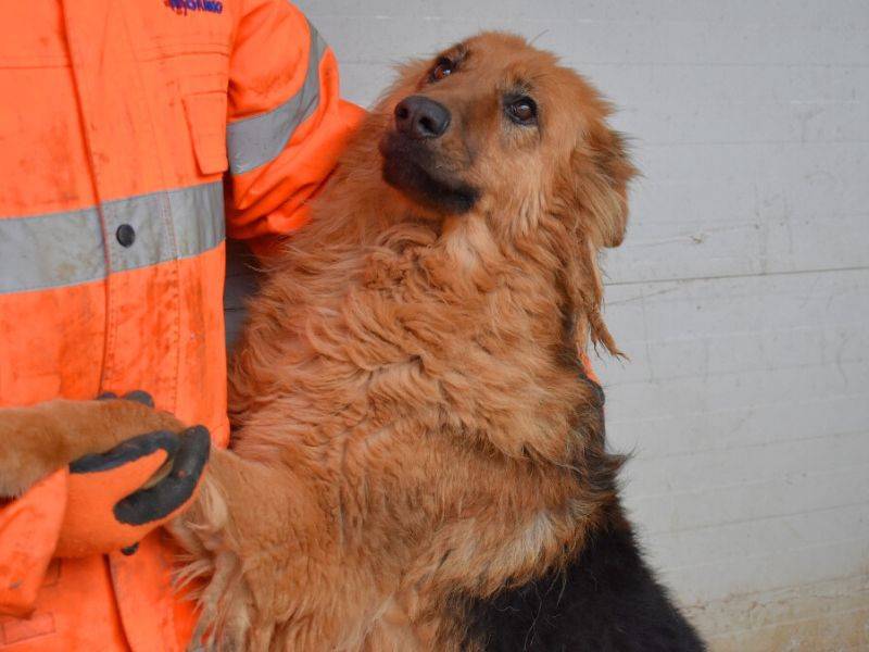 Vuoi adottare un cane a Matera?