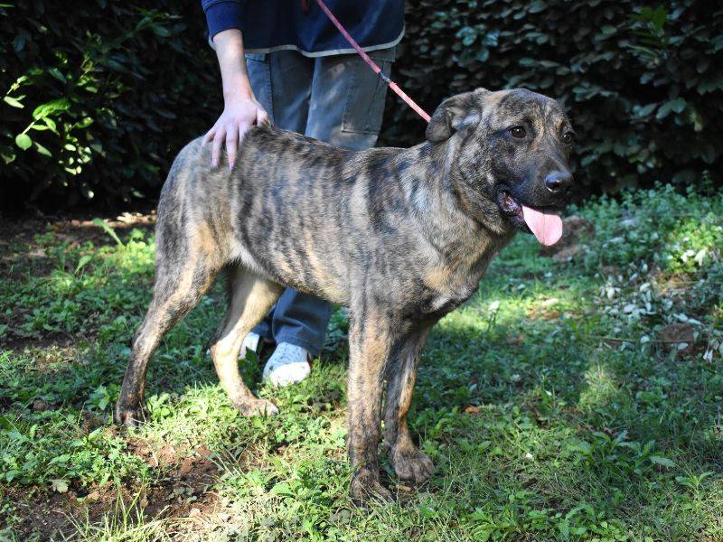Adotta un cane, femmina, 1 anno e 3 mesi , Roma
