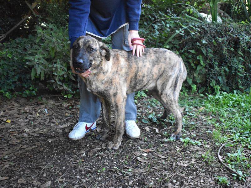 Adotta un cane, taglia grande, femmina, Roma