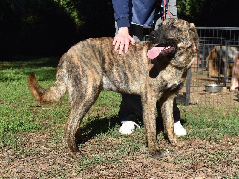 Vuoi adottare un cane a Roma?