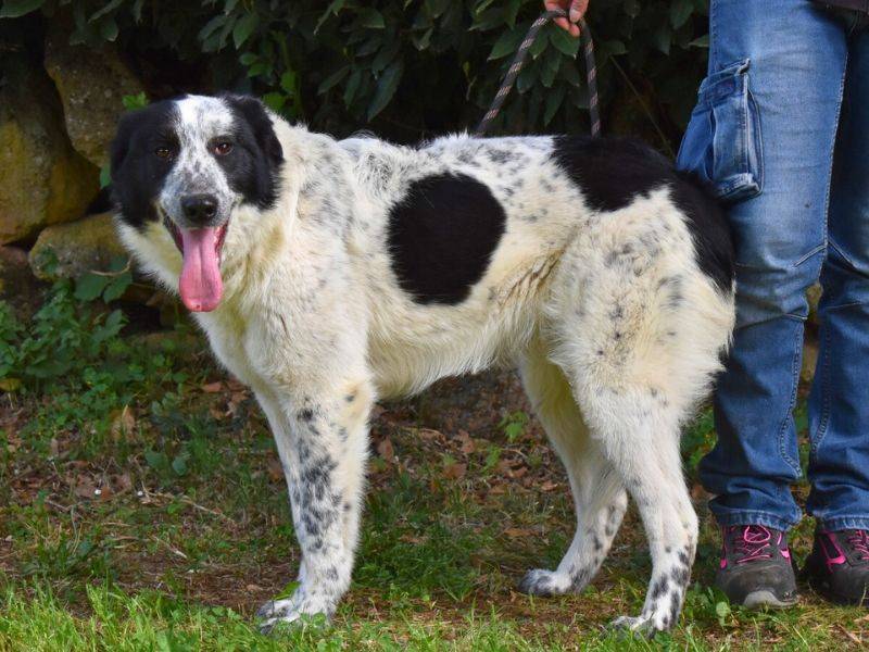 Adotta un cane, femmina, 2 anni  e 4 mesi , Roma