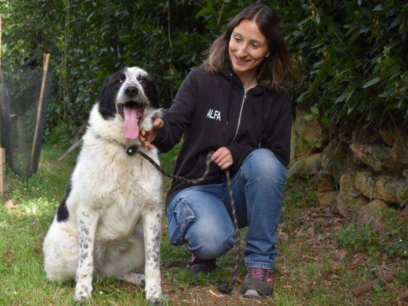 Adotta un cane, taglia grande, femmina, Roma