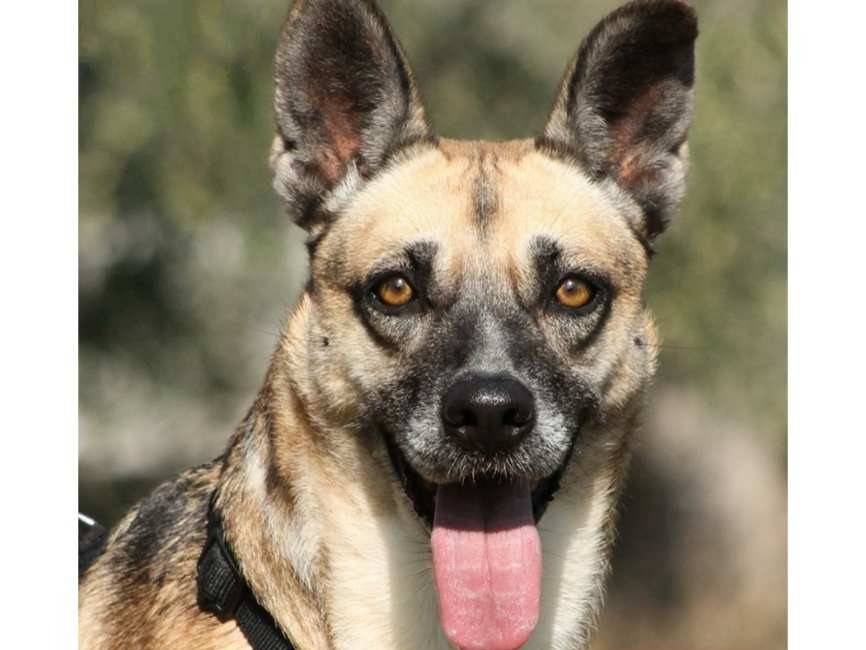 Adotta un cane, femmina, 7 anni  e 3 mesi , Bari