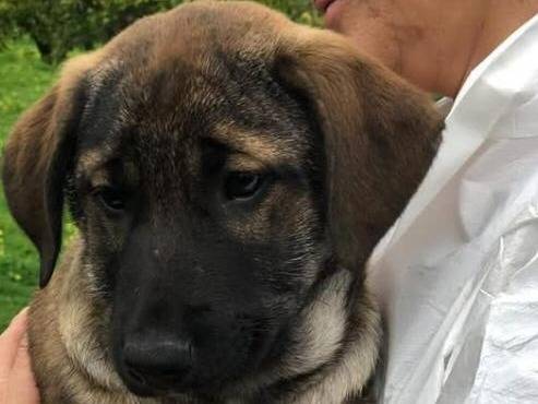 Adozione cane, maschio, Pastore Belga Malinois Razza sconosciuta, 2 mesi, taglia media, Siracusa