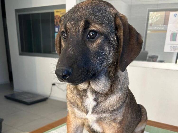 Adotta un cane, maschio, 2 mesi, Siracusa