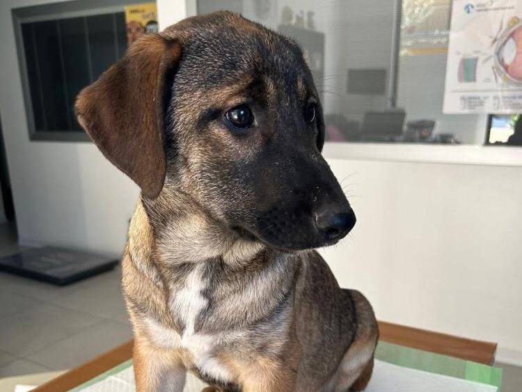 Adotta un cane, taglia media, maschio, Siracusa