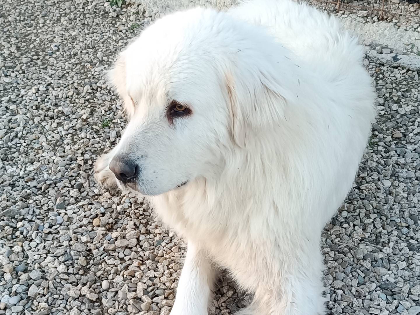 Foto dell'animale