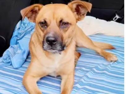 Adotta un cane, taglia media contenuta, maschio, Cosenza