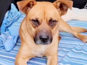Vuoi adottare un cane a Cosenza?