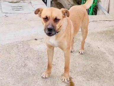 Adotta il cane Tonino color miele sfortunato a Cosenza