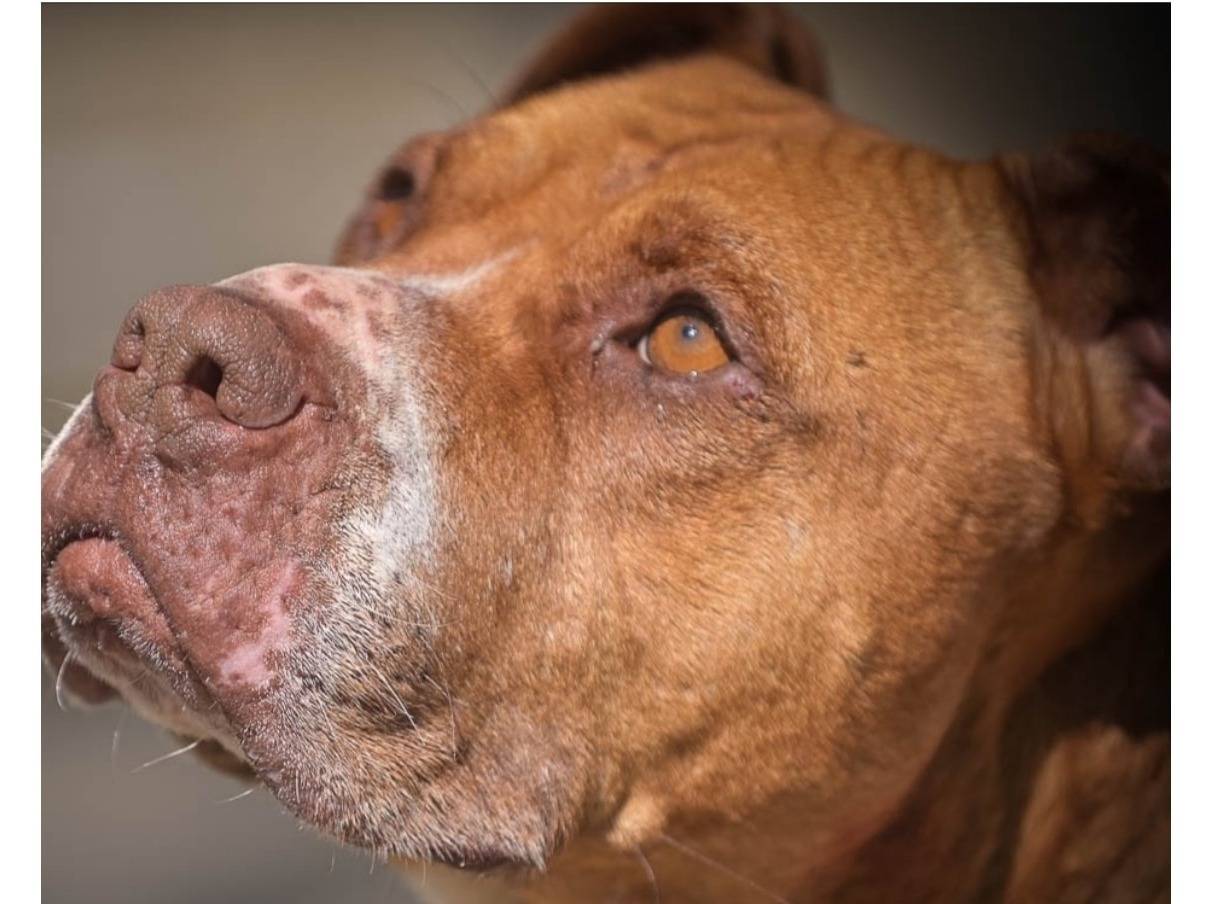 Adotta un cane, femmina, 8 anni  e 1 mese, Bari