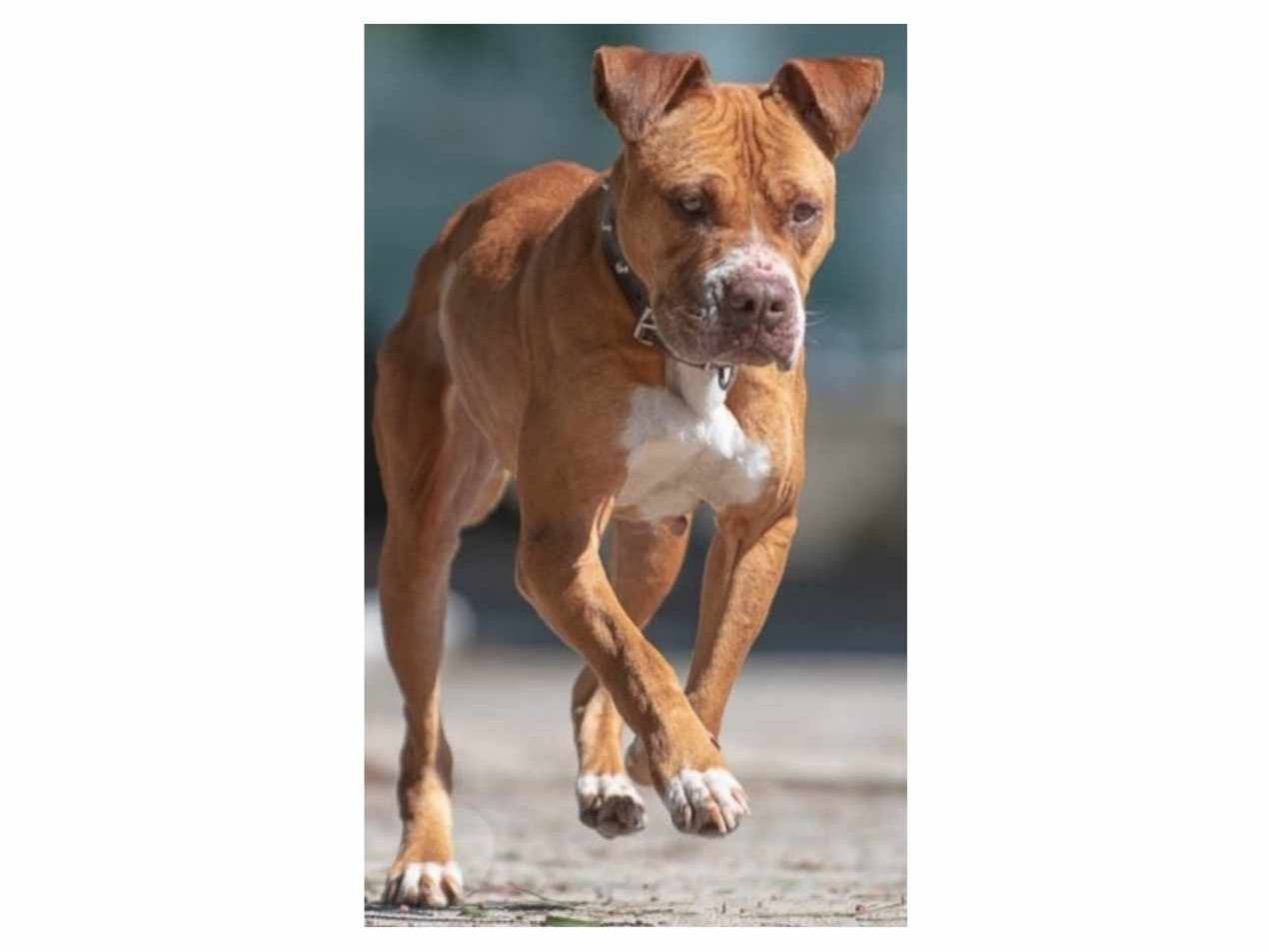 Adotta un cane, taglia media, femmina, Bari