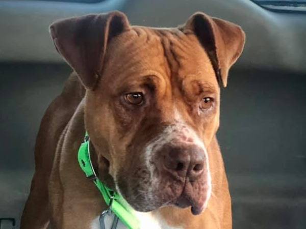 Vuoi adottare un cane a Bari?