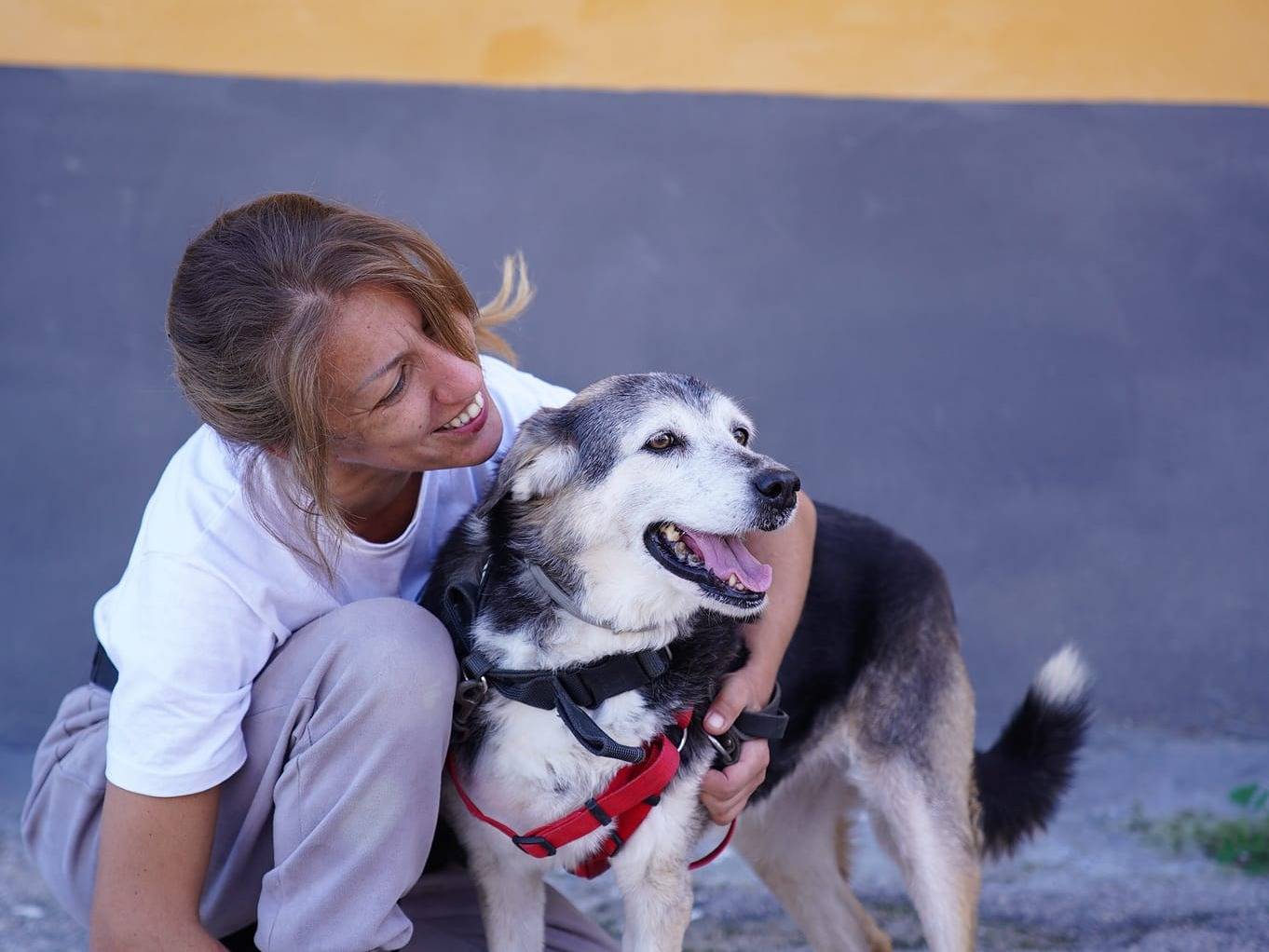 Adozione cane, femmina, Siberian Husky Razza sconosciuta, 10 anni  e 6 mesi , taglia media, Caserta