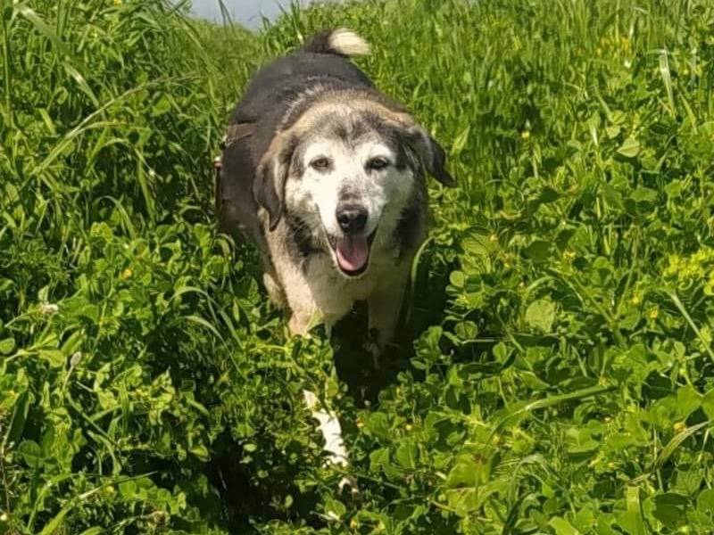 Adotta un cane, taglia media, femmina, Caserta