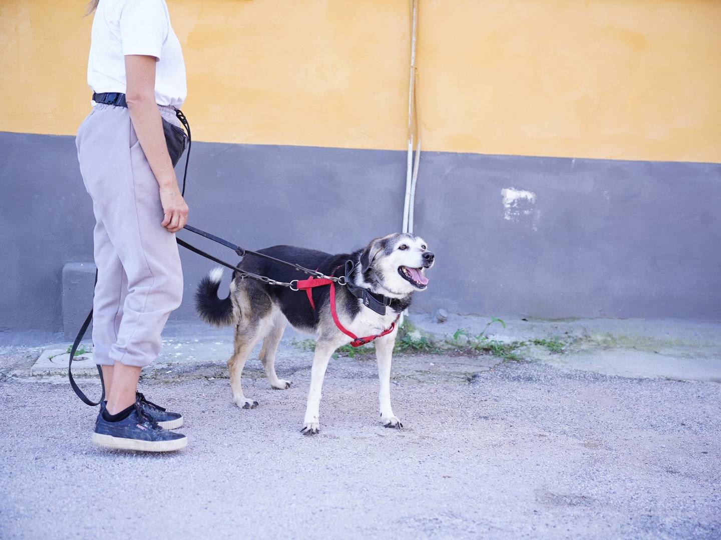 Vuoi adottare un cane a Caserta?