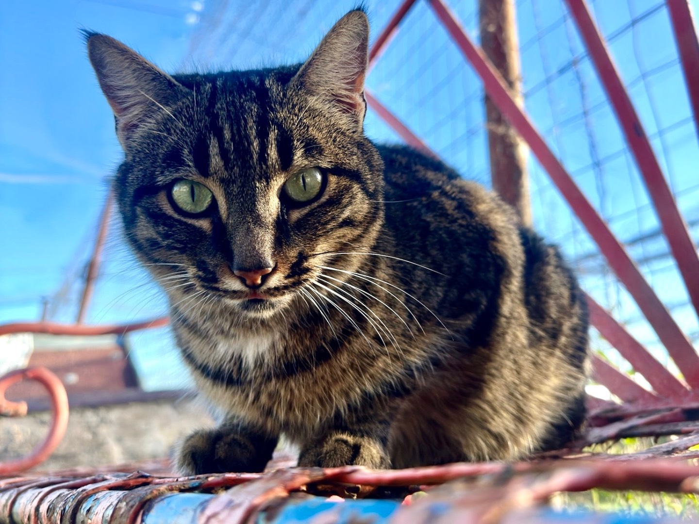 Foto dell'animale