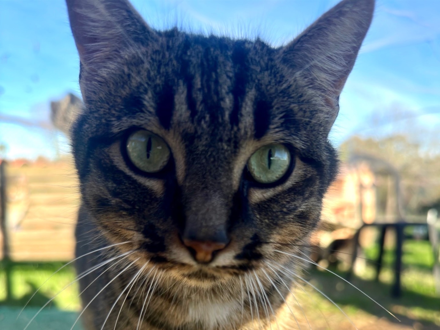 Adotta un gatto, femmina, 2 anni  e 8 mesi , Roma