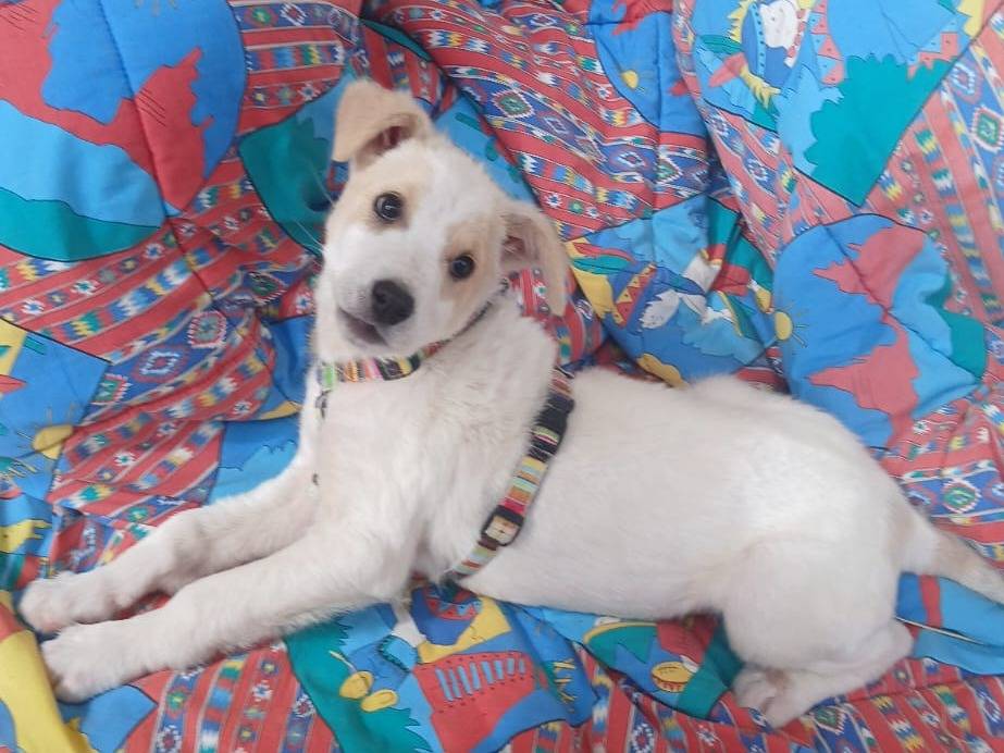 Adozione cane, femmina, Razza sconosciuta Razza sconosciuta, 1 anno e 3 mesi, taglia media contenuta, Bari