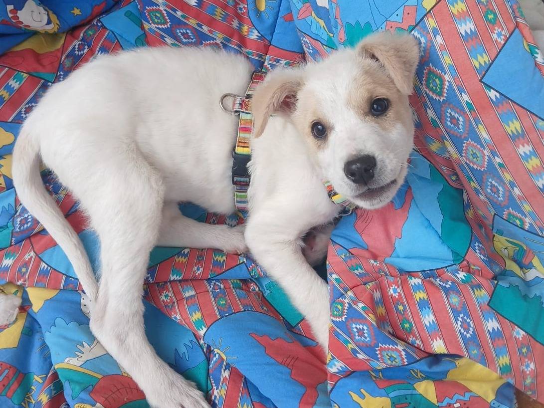 Adotta un cane, femmina, 1 anno e 3 mesi, Bari