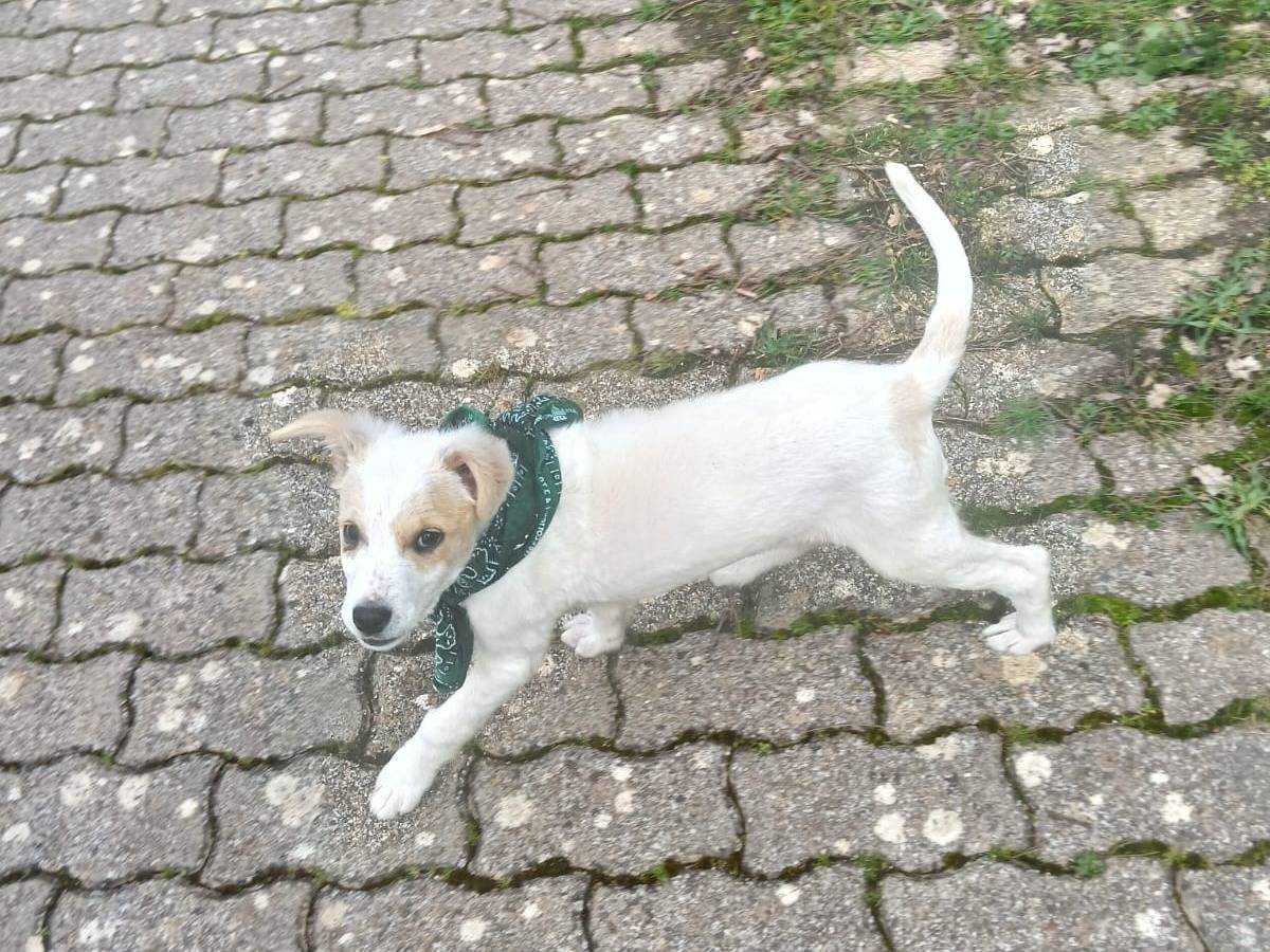 Adotta un cane, taglia media contenuta, femmina, Bari