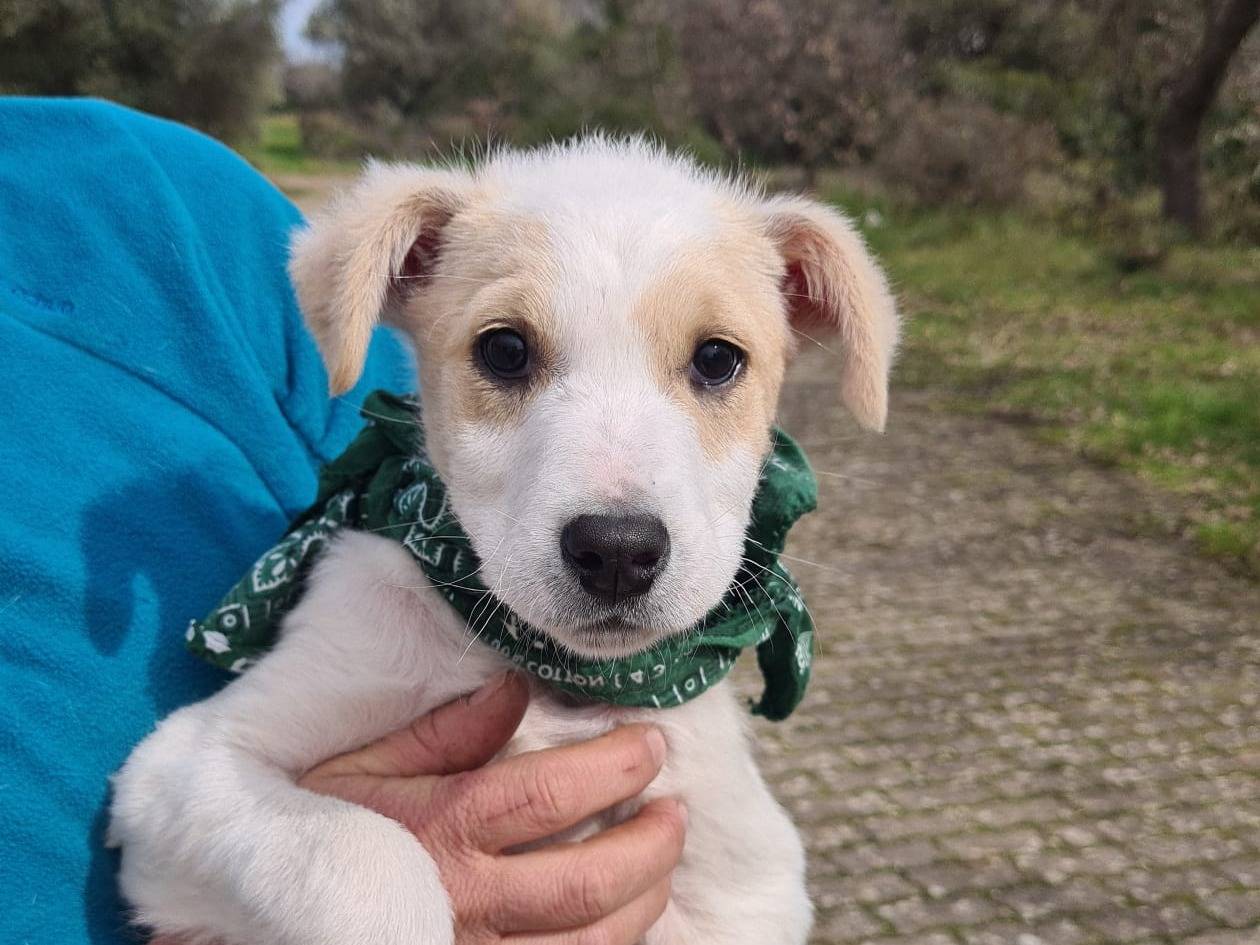 Vuoi adottare un cane a Bari?