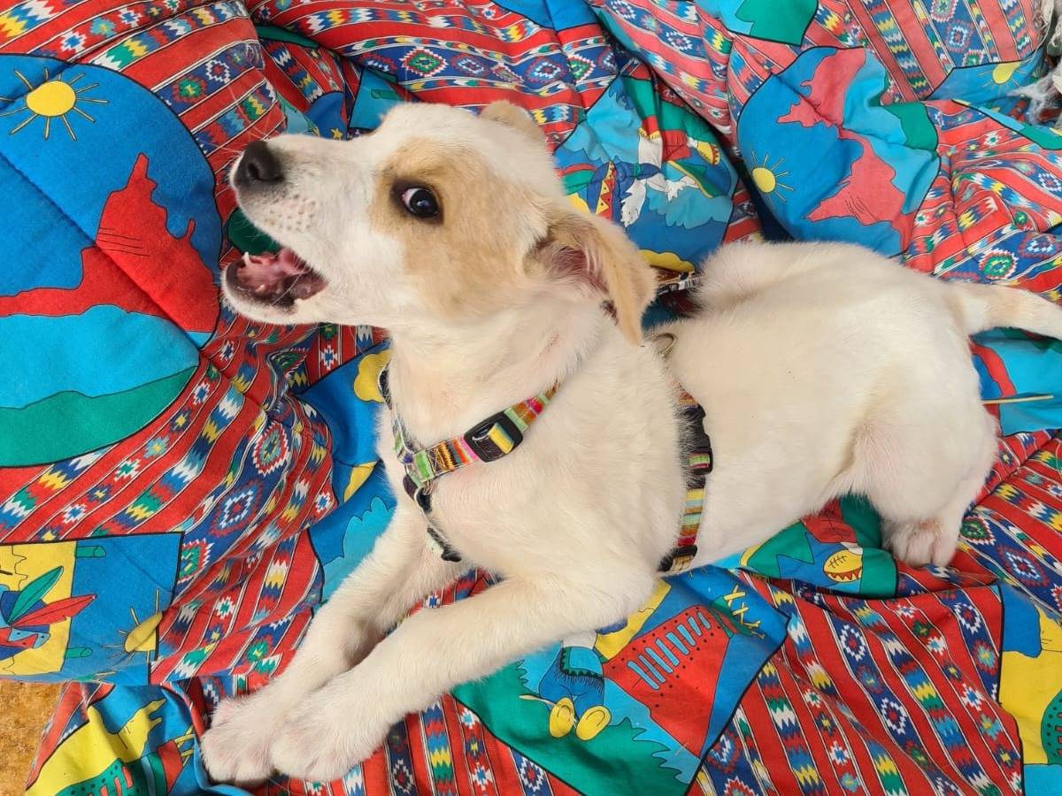 Adotta il cane Neve  a Bari