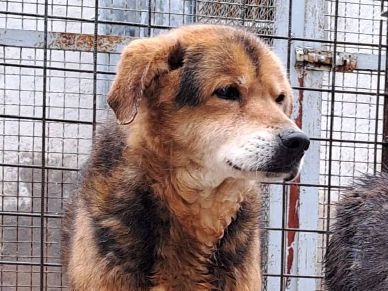 Adotta un cane, maschio, 7 anni  e 9 mesi , Isernia