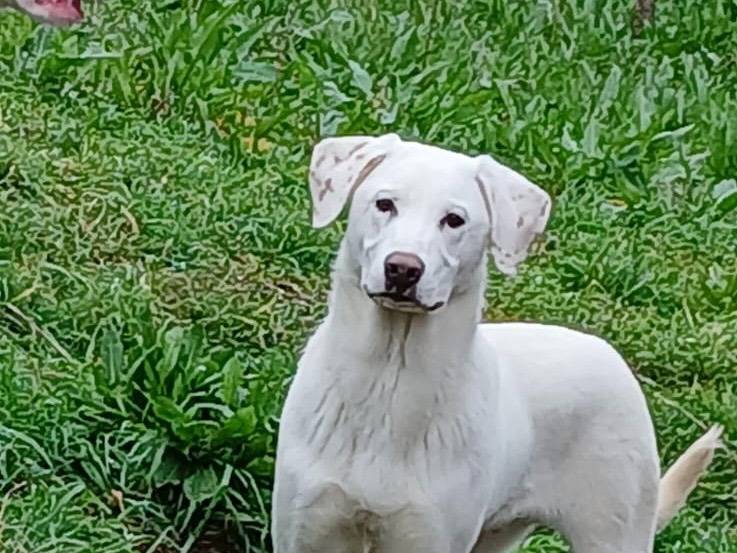 Adozione cane, maschio, Razza sconosciuta Razza sconosciuta, 9 mesi, taglia media, Roma