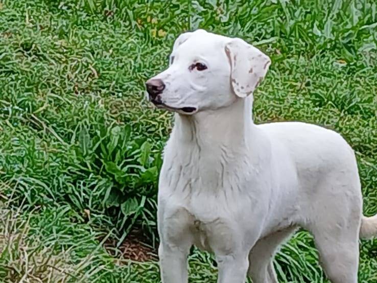 Adotta un cane, maschio, 9 mesi, Roma