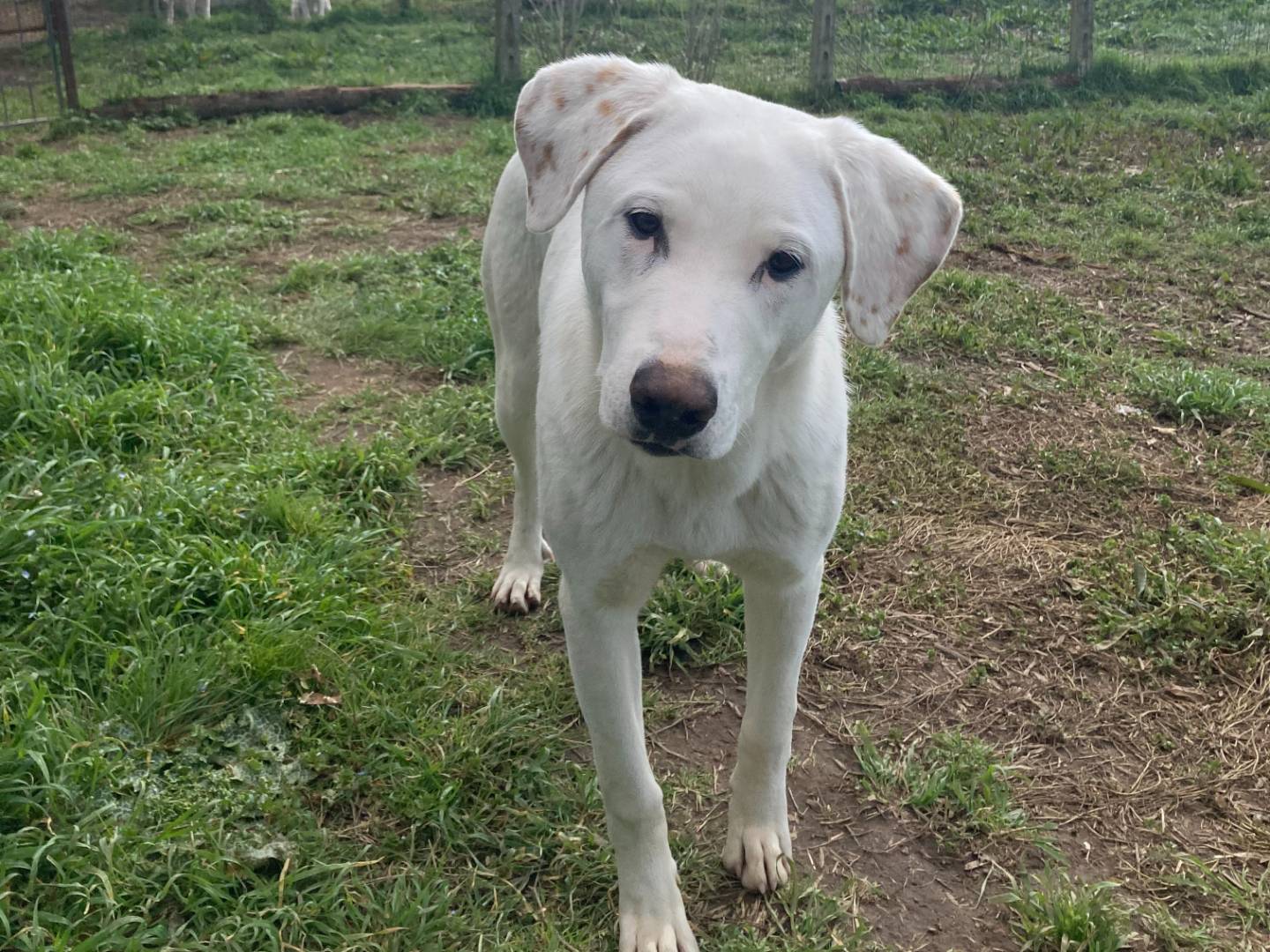 Adotta un cane, taglia media, maschio, Roma