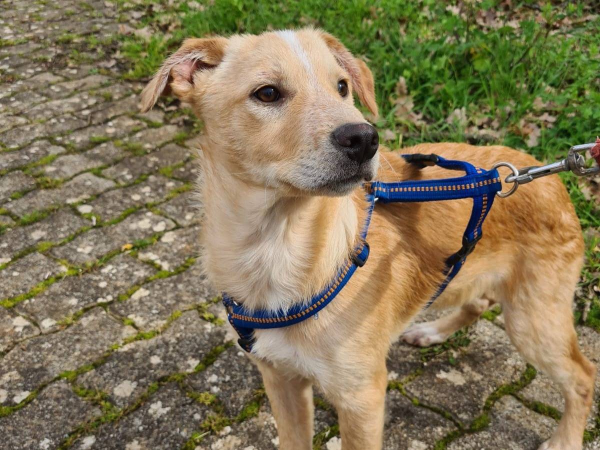 Adozione cane, maschio, Razza sconosciuta Razza sconosciuta, 1 anno e 4 mesi, taglia media contenuta, Bari