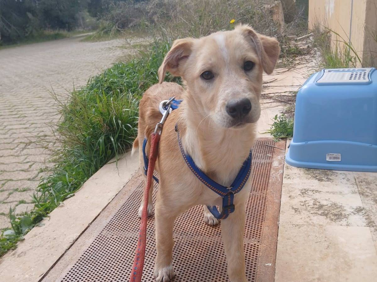 Adotta un cane, maschio, 1 anno e 4 mesi, Bari