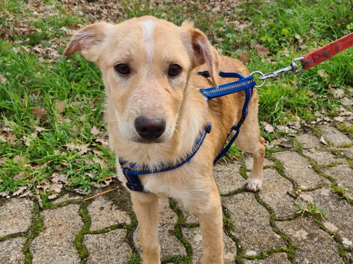 Vuoi adottare un cane a Bari?