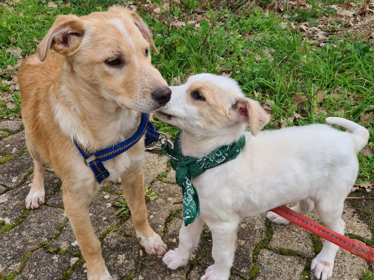 Adotta il cane Rolly a Bari