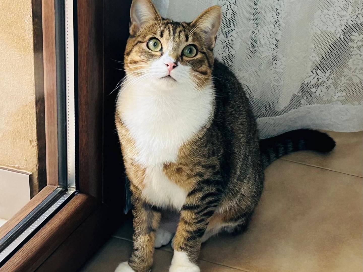 Adotta un gatto, femmina, 10 mesi, Sassari
