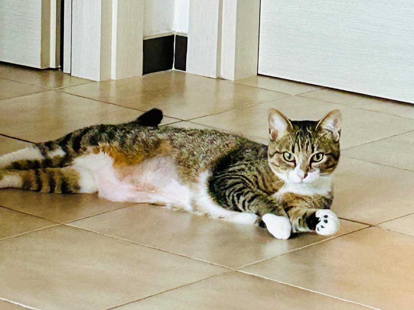 Adotta un gatto, taglia non valida, femmina, Sassari