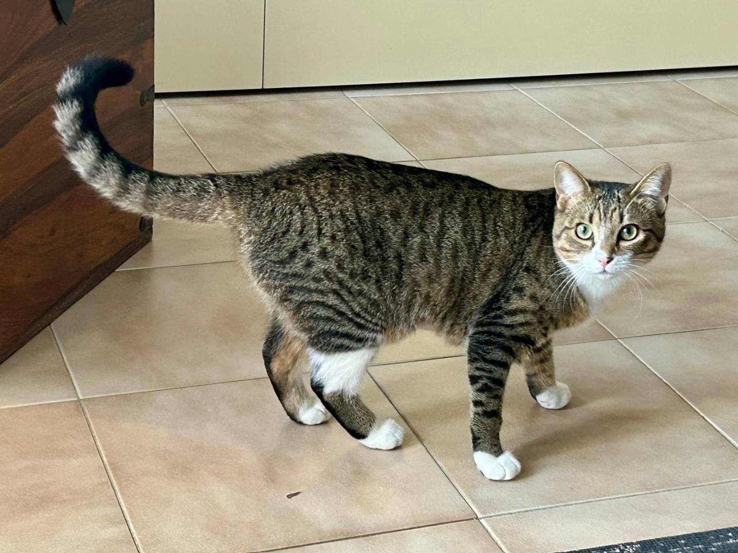 Vuoi adottare un gatto a Sassari?