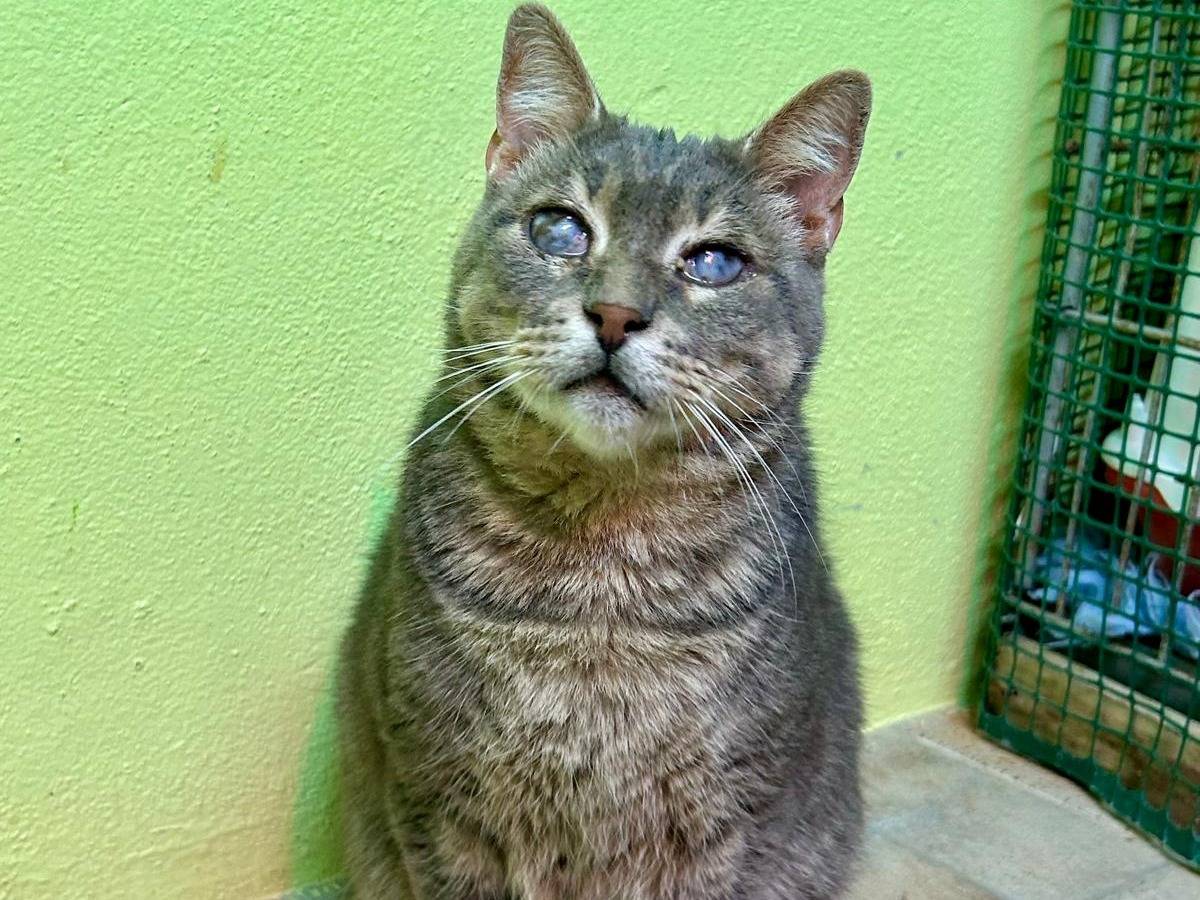 Adotta un gatto, maschio, 6 anni  e 6 mesi , Sassari